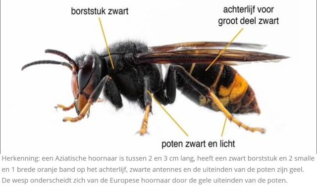 Aziatische hoornaar